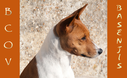 Basenji Club Of Victoria, Australia