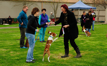 Basenji Gala Day 2016