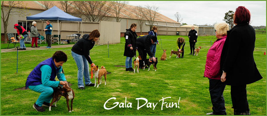 Adventure Basenji Gala Day Fun